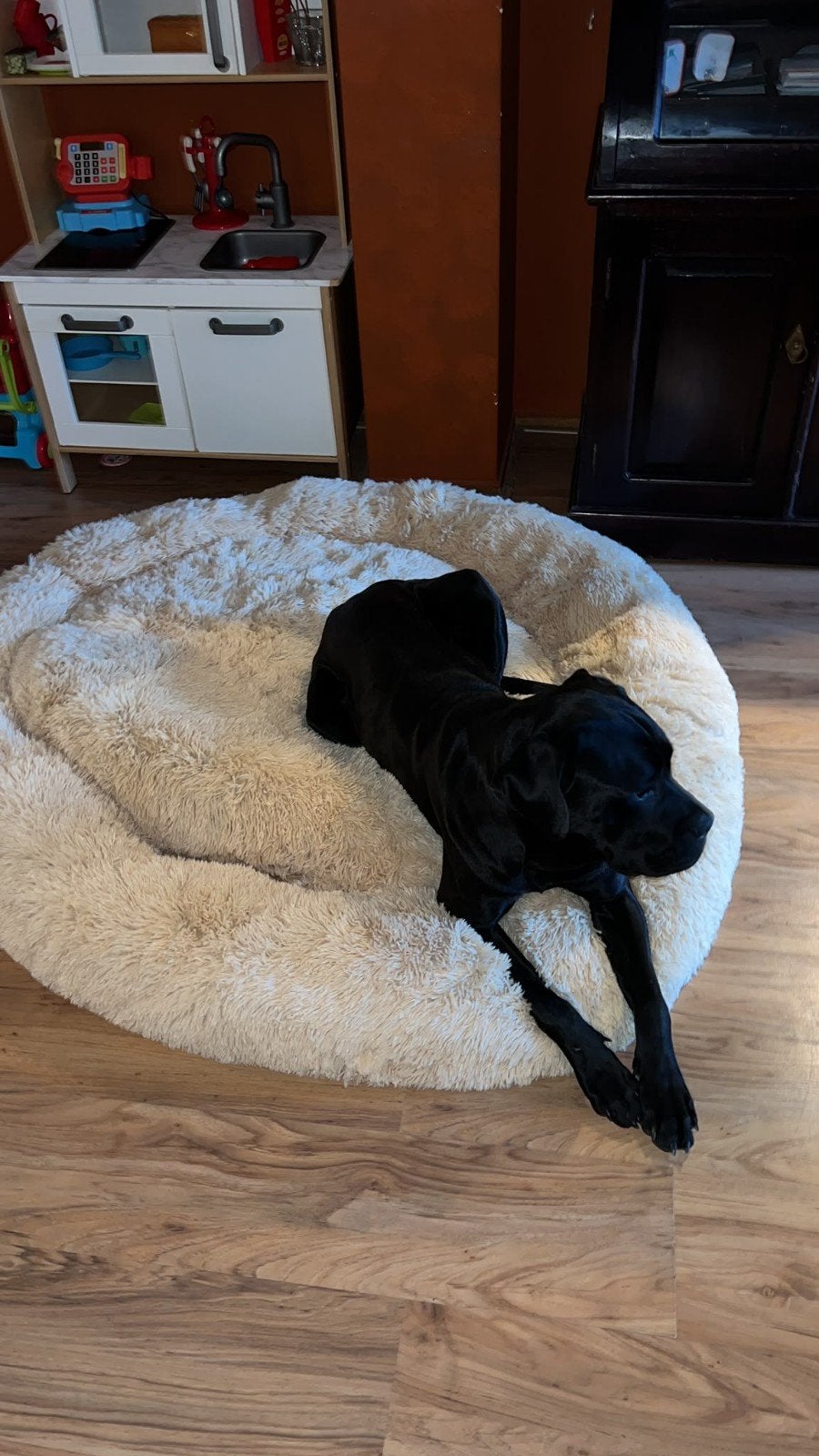 cane corso x boerboel, Reu, 1 tot 2 jaar, Eén hond, Nederland