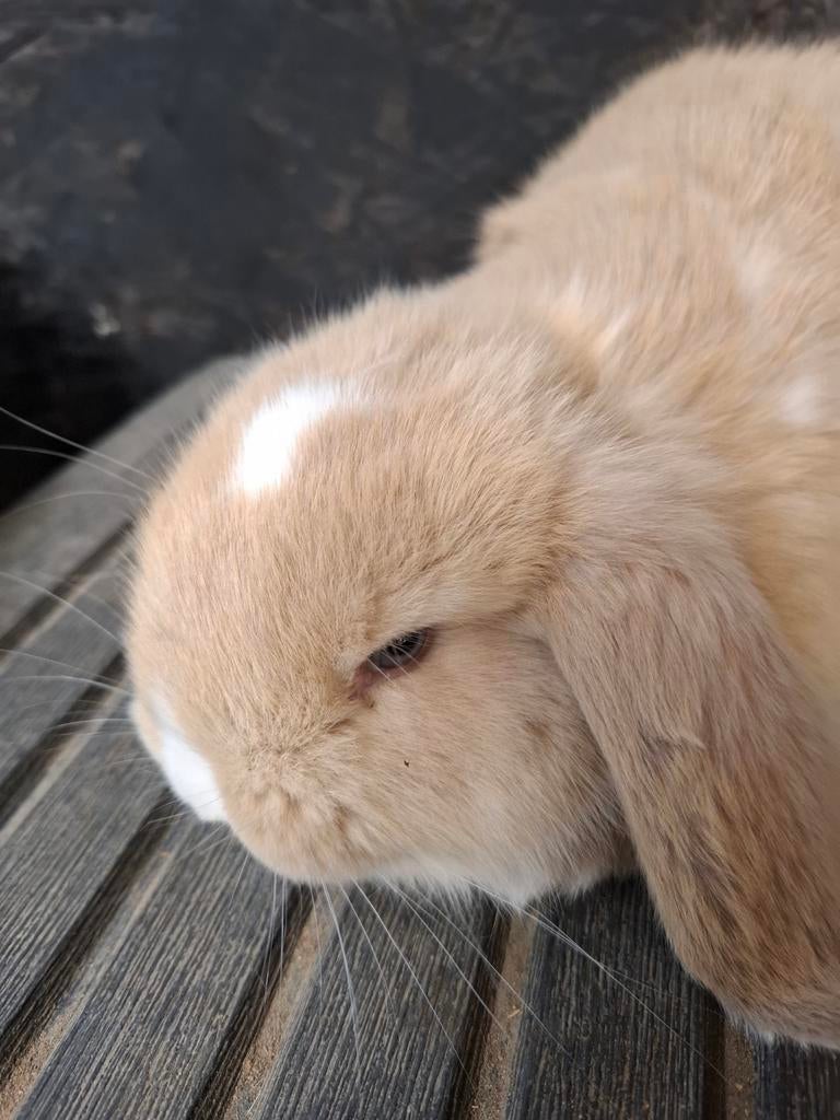 Franse hangoor rammetjes, Dieren en Toebehoren, Konijnen, Mannelijk, Groot, Hangoor, 0 tot 2 jaar