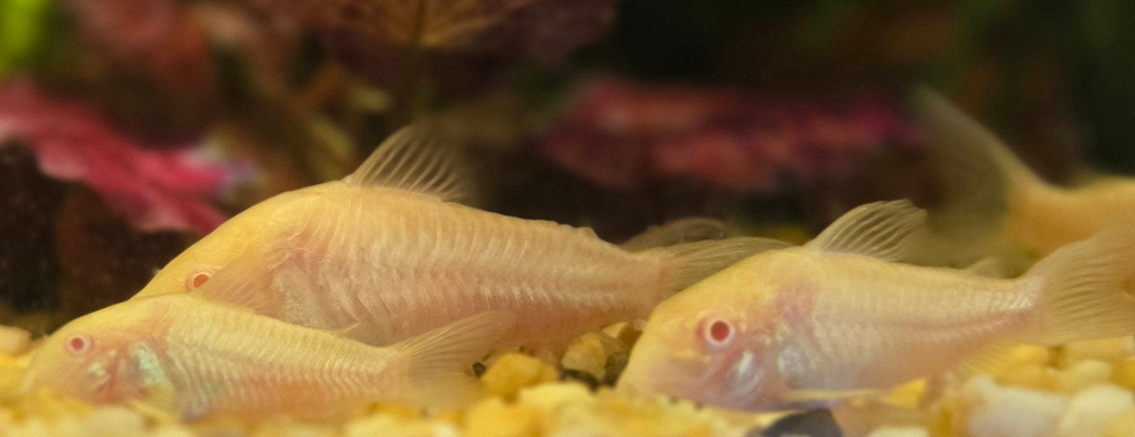 Corydoras albino s €2,99 xl €4,99, Dieren en Toebehoren, Reptielen en Amfibieën, Slang, 0 tot 2 jaar
