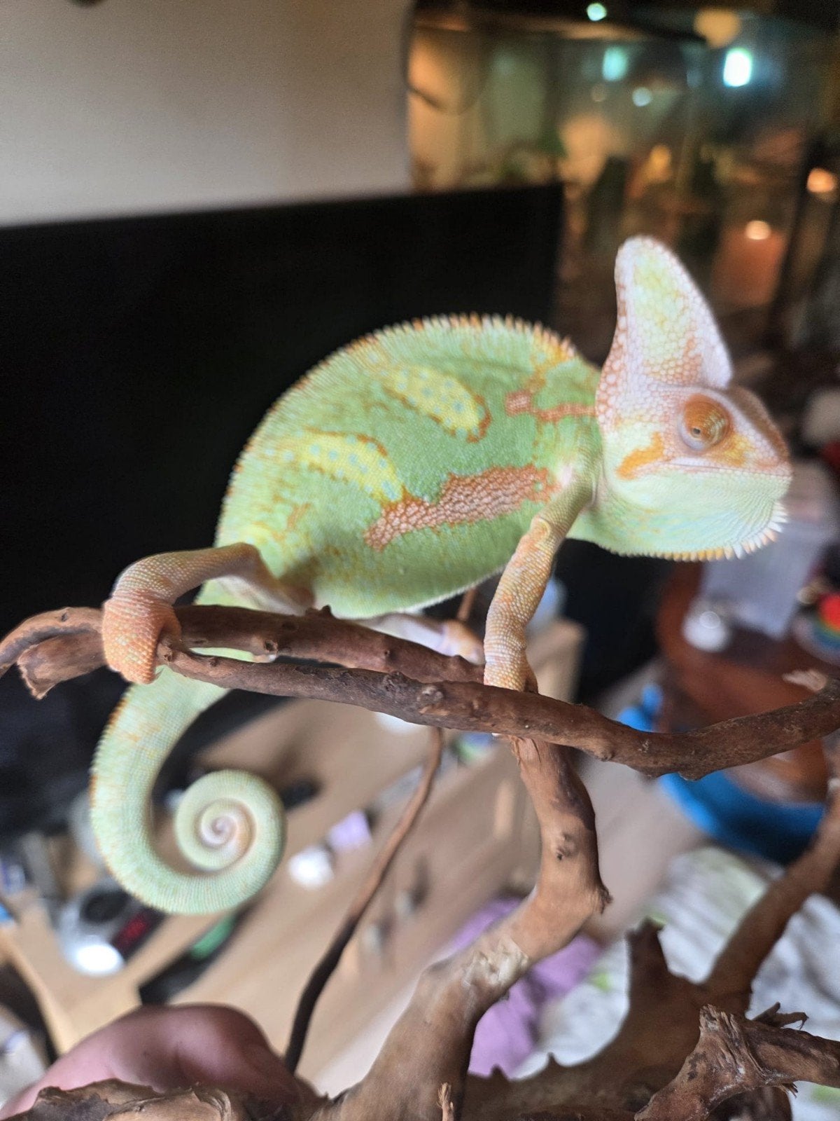 te koop jonge piebald jemen kameleon man Chameleon photo 2