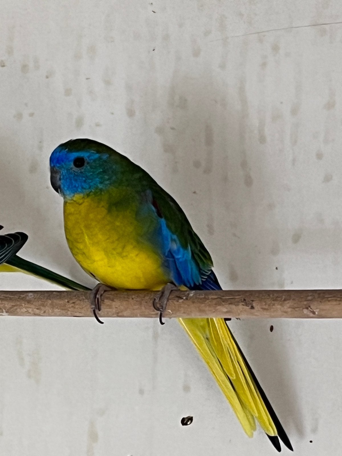 Turquasine, Dieren en Toebehoren, Vogels | Parkieten en Papegaaien, Meerdere dieren, Parkiet