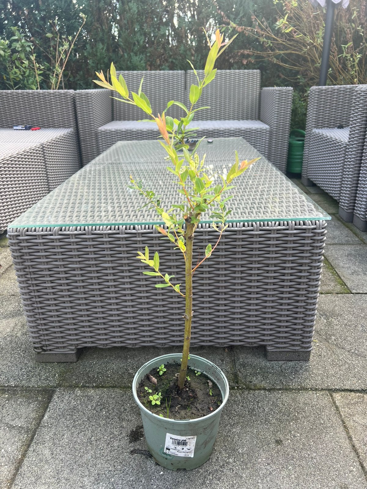 Salix integra, Tuin en Terras, Ophalen of Verzenden, Minder dan 100 cm, Overige soorten, Zomer