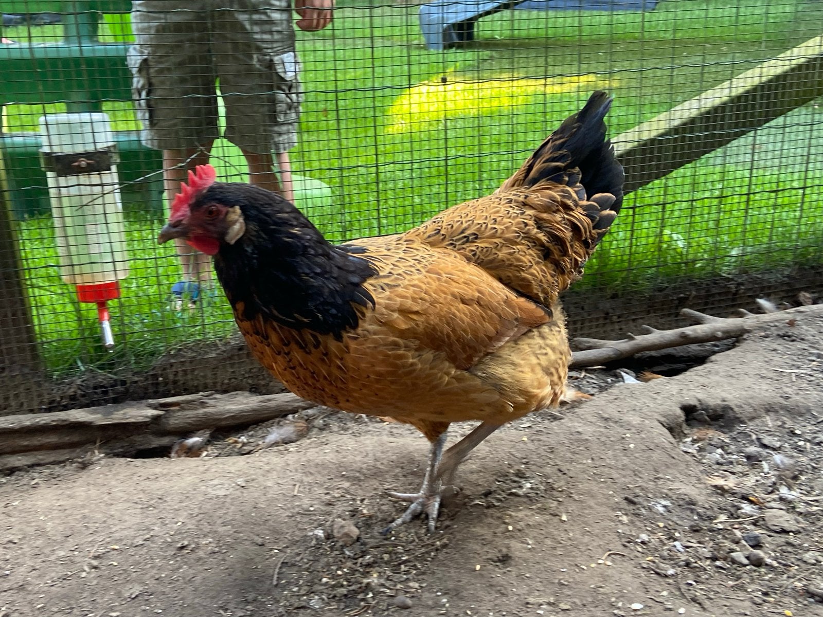 Vorwerk & Hampshire kip, Dieren en Toebehoren, Pluimvee, Vrouwelijk, Kip