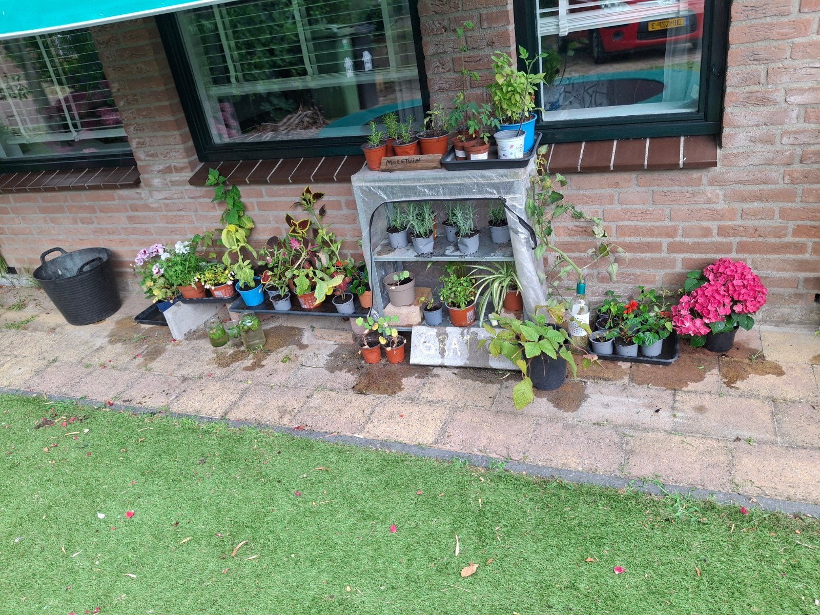 Plantenruilkastje, Ophalen, Overige soorten, Volle zon