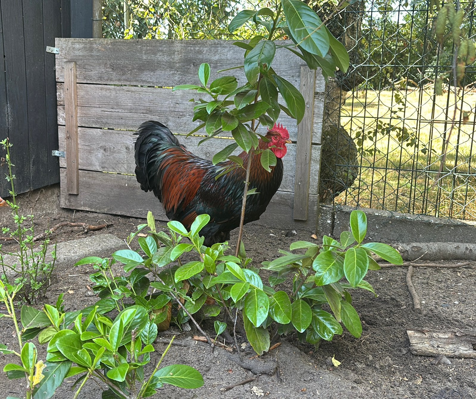 Dubbelgezoomde Barnevelder haan, Mannelijk, Kip