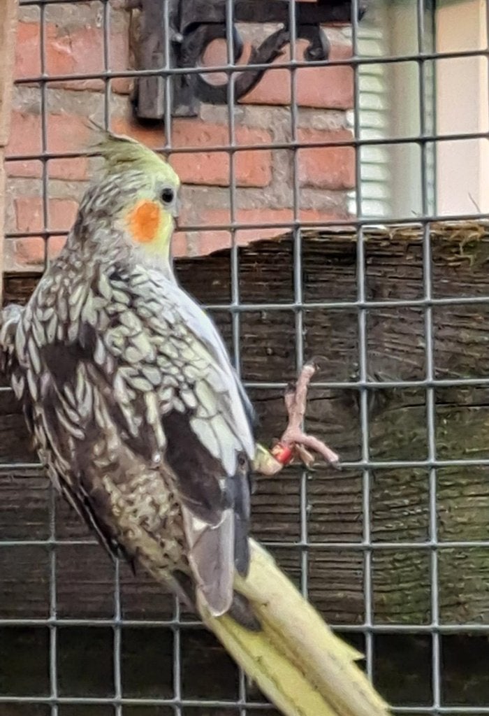 Gratis valkparkiet, Dieren en Toebehoren, Meerdere dieren, Parkiet
