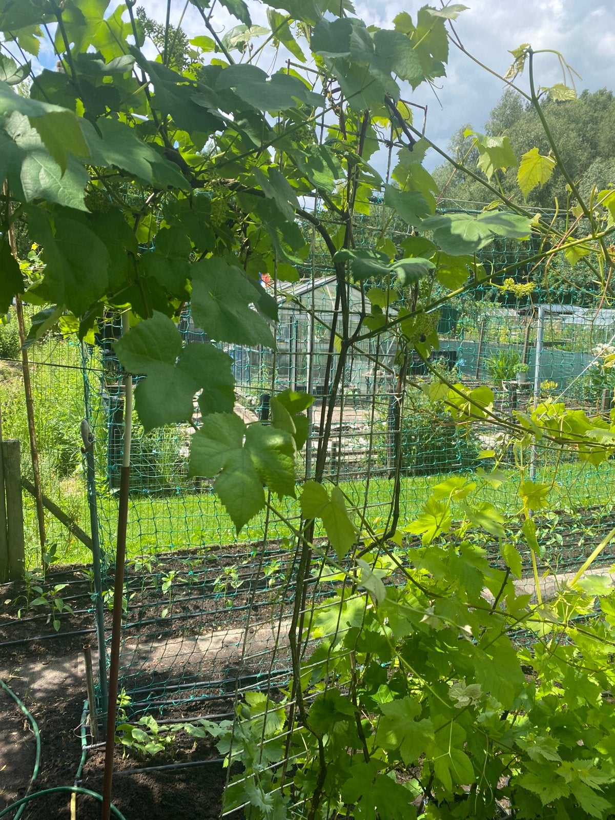 Druiven boom fruit  tuinplanten schaduwplanten, Ophalen of Verzenden, Minder dan 100 cm, Lente