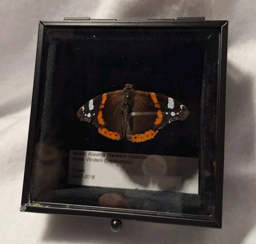 Vanessa atalanta vlinder in display, Ophalen of Verzenden, Nieuw, Insect, Opgezet dier