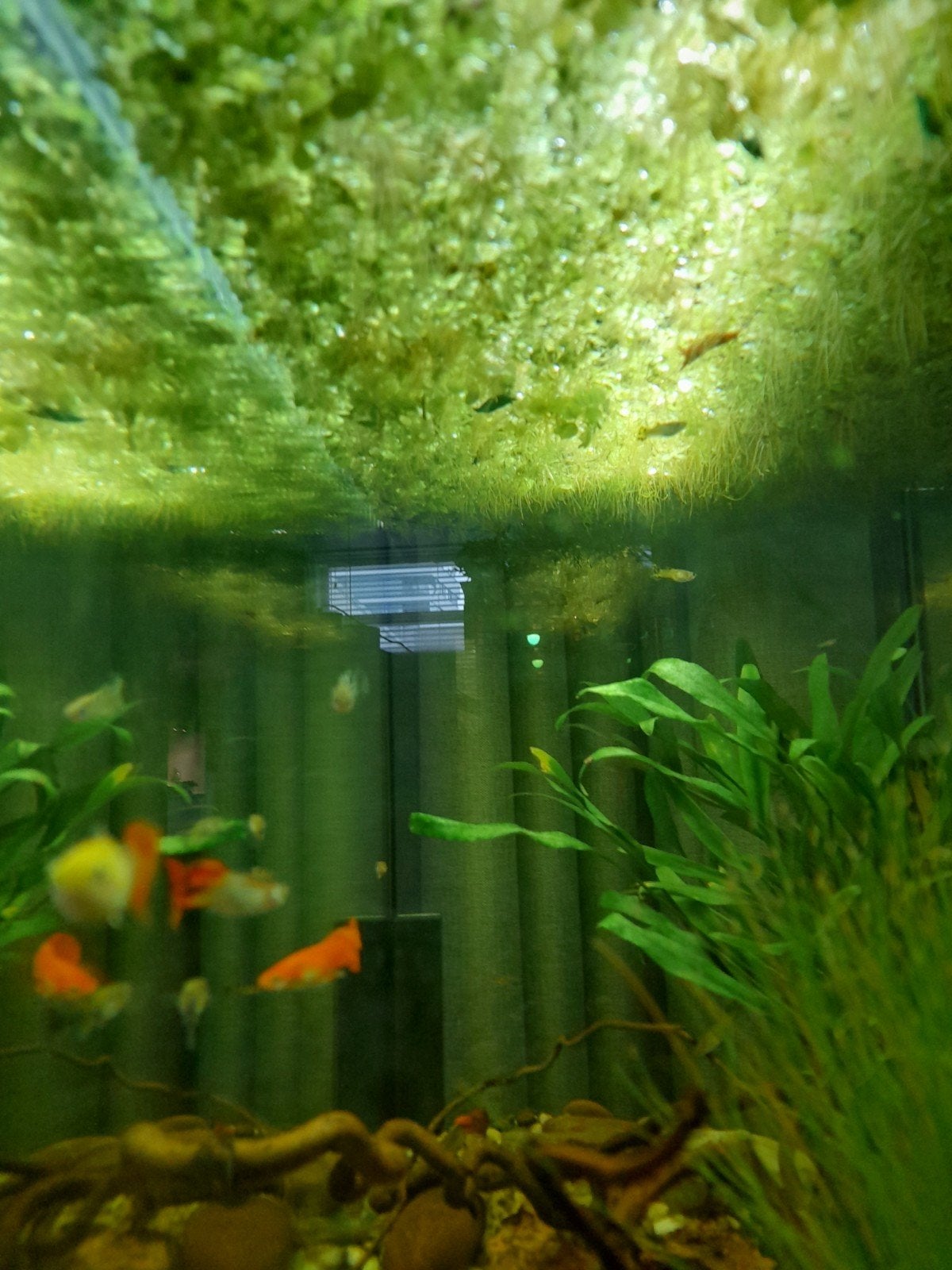 Drijfplantjes voor in aquarium,  gratis ophalen, Overige typen