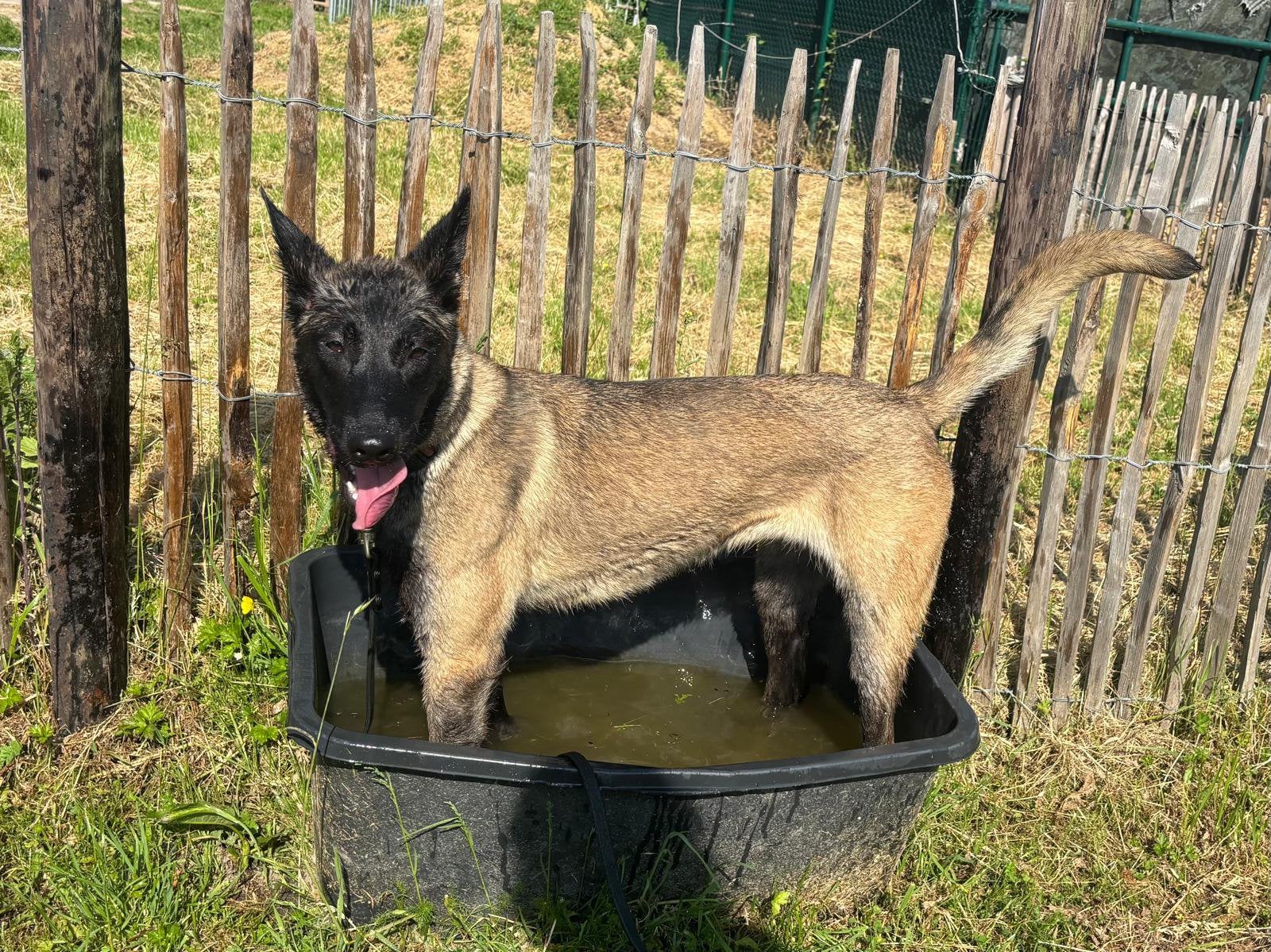 Mechelse herder teef uit super lijnen, Dieren en Toebehoren, Honden | Herdershonden en Veedrijvers, België, Particulier, 15 weken tot 1 jaar