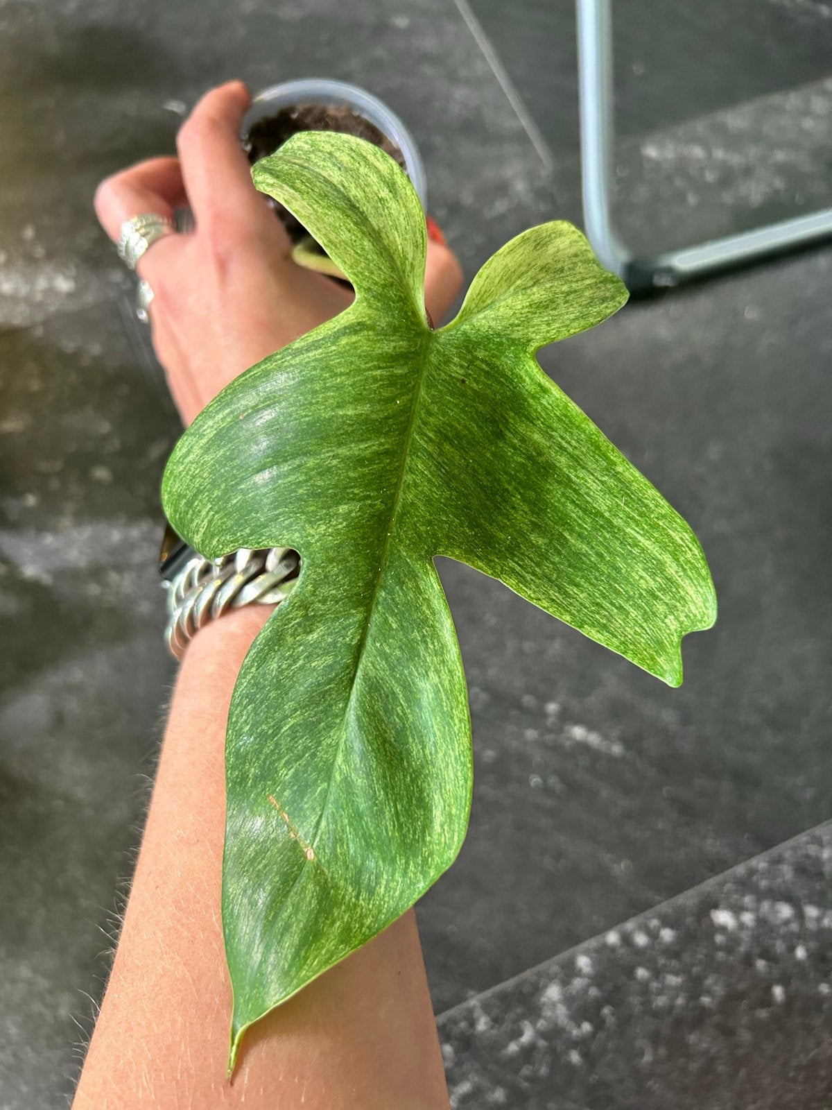 Philodendron Florida Ghost - Zeldzame Kamerplant, Huis en Inrichting, Kamerplanten, Overige soorten, In pot, Minder dan 100 cm