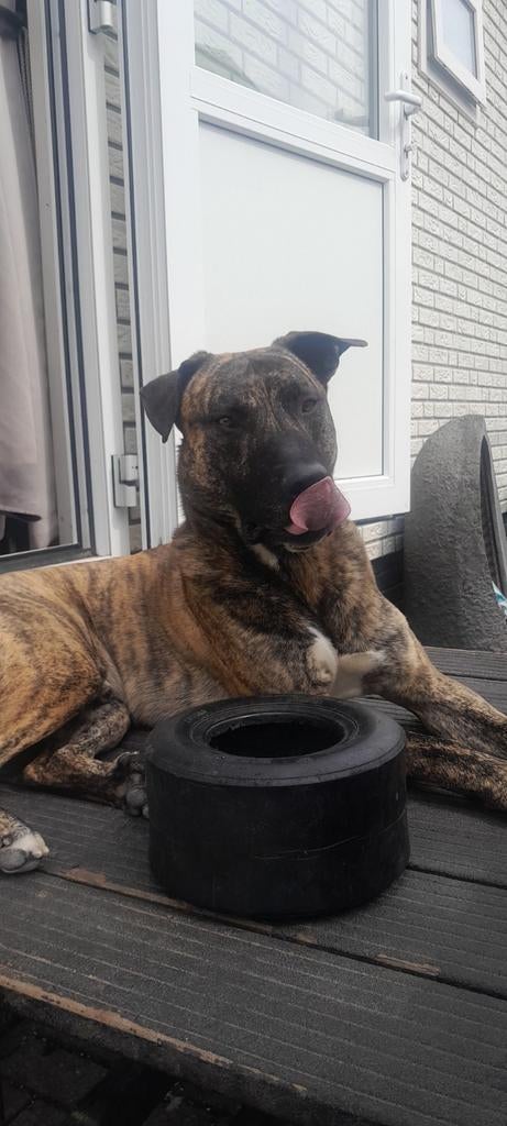 Met spoed!! Argentijnse dog x tsjechoslowaakse wolfshond, Dieren en Toebehoren, Reu, Eén hond, 3 tot 5 jaar, Nederland