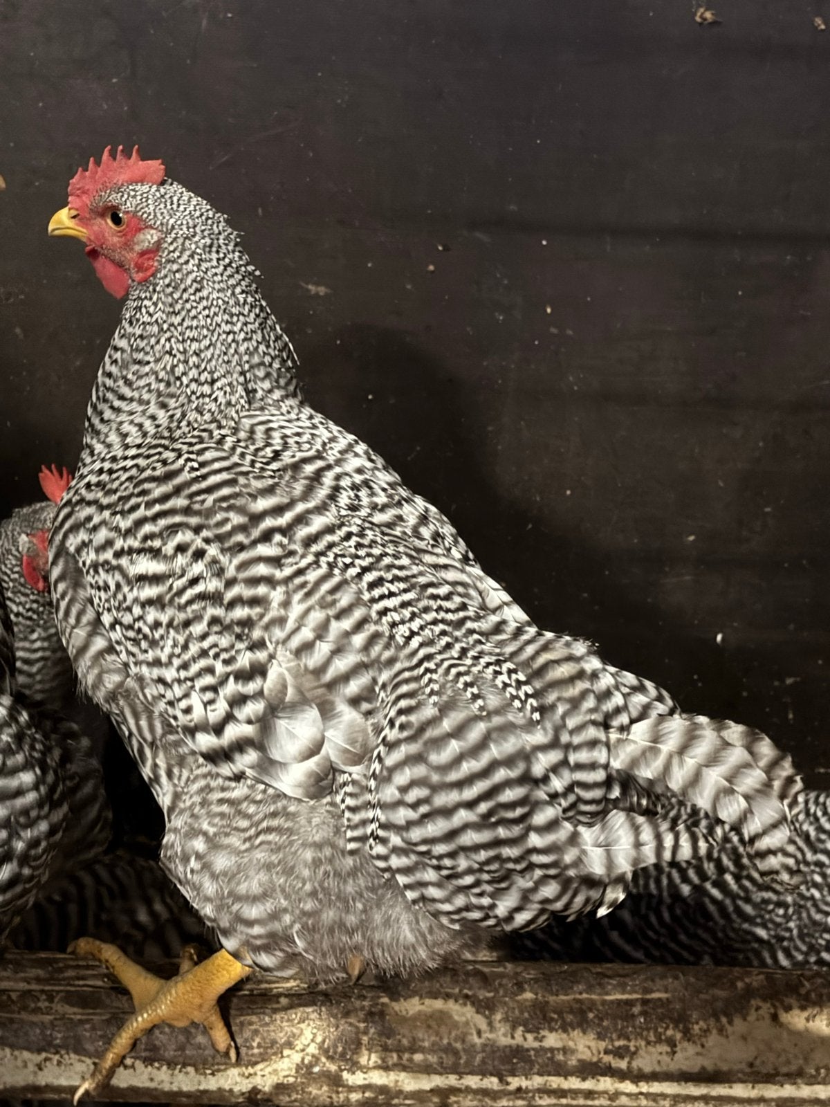 Amrock hanen, Dieren en Toebehoren, Mannelijk