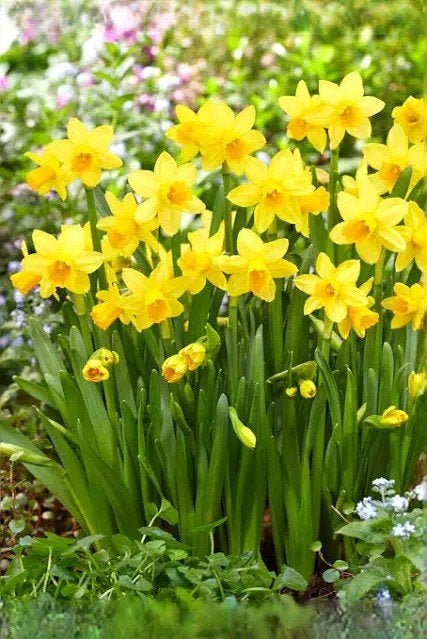 100 Narcissen bollen € 10,-  tevens tulpenbollen te koop, Ophalen of Verzenden, Najaar, Volle zon, Bloembol