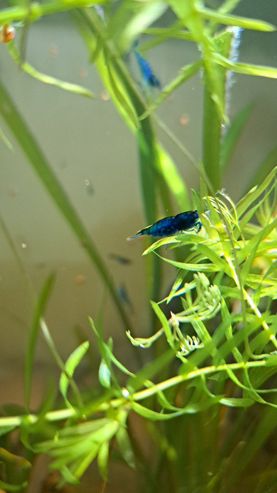 Blue Diamond Garnalen Neocaridina, Dieren en Toebehoren, Vissen | Aquariumvissen, Kreeft, Krab of Garnaal, Zoetwatervis