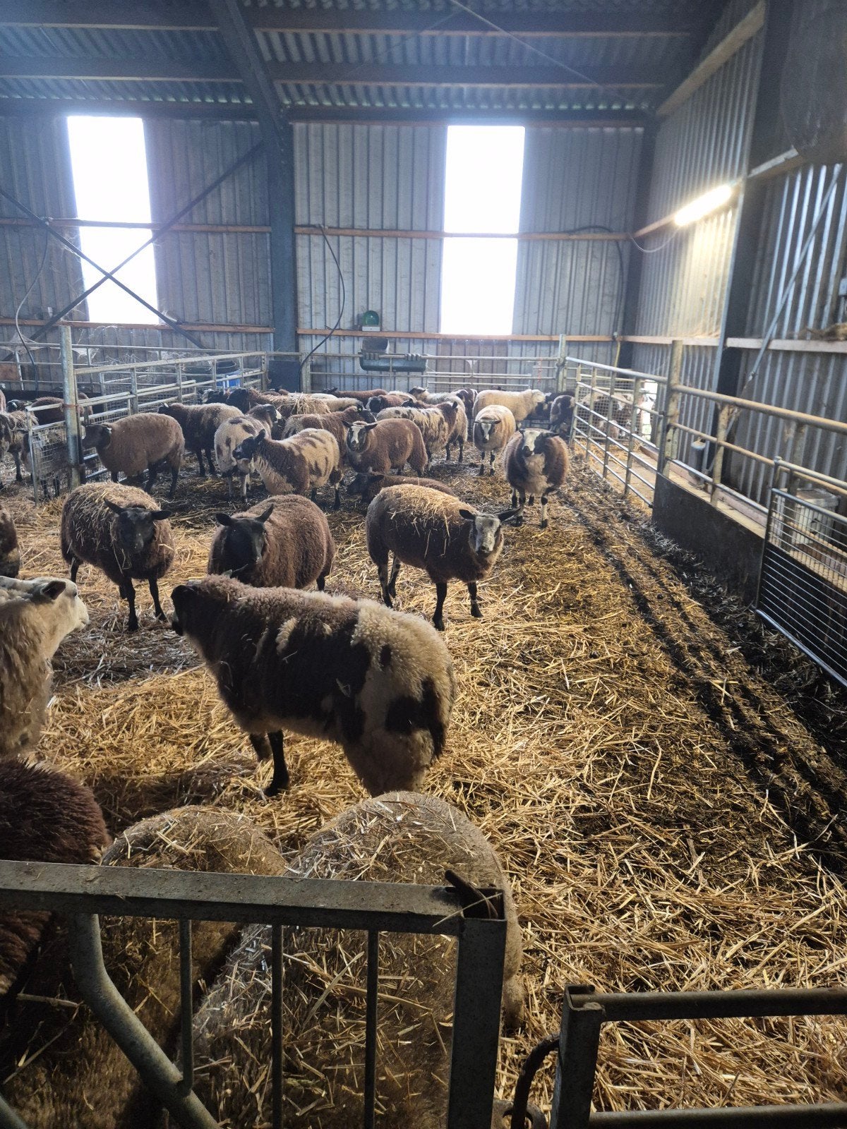 fokschapen, Dieren en Toebehoren