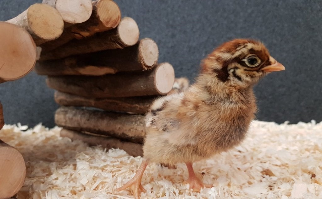 Barnevelder kriel kippen kuikens | Gesekst en Ingeënt, Dieren en Toebehoren, Pluimvee, Vrouwelijk, Kip