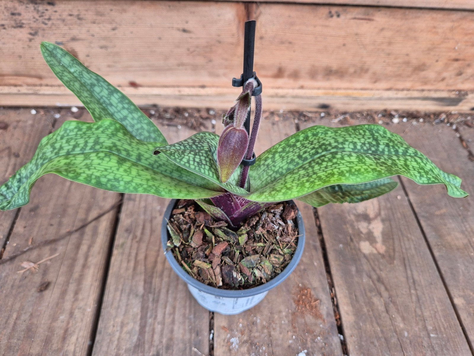 Orchidee Paphiopedilum p9 (D), Ophalen of Verzenden, Halfschaduw, Minder dan 100 cm