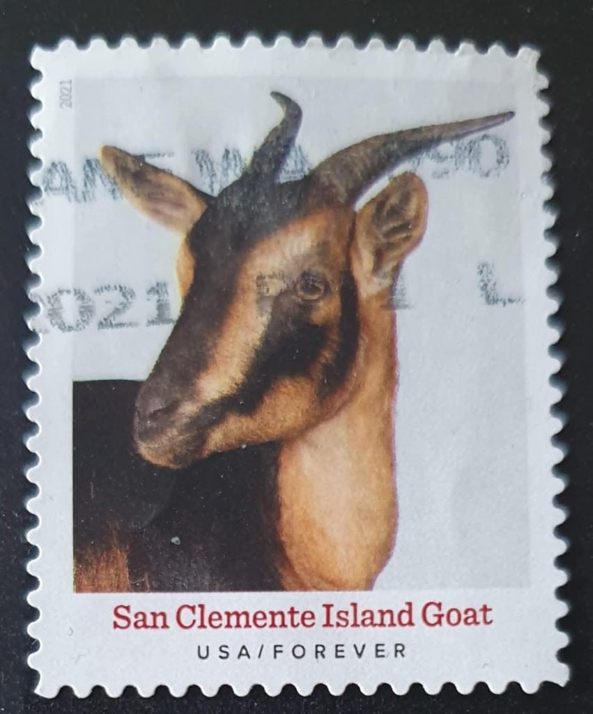 148-26 USA 2021 / San Clemente Island Goat, Verzenden, Gestempeld, Noord-Amerika