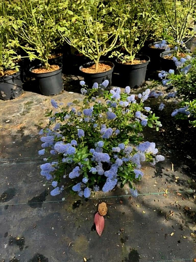 Ceanothus 'Autumnal Blue' (Amerikaanse sering)🪻, Ophalen, Overige soorten, Minder dan 100 cm