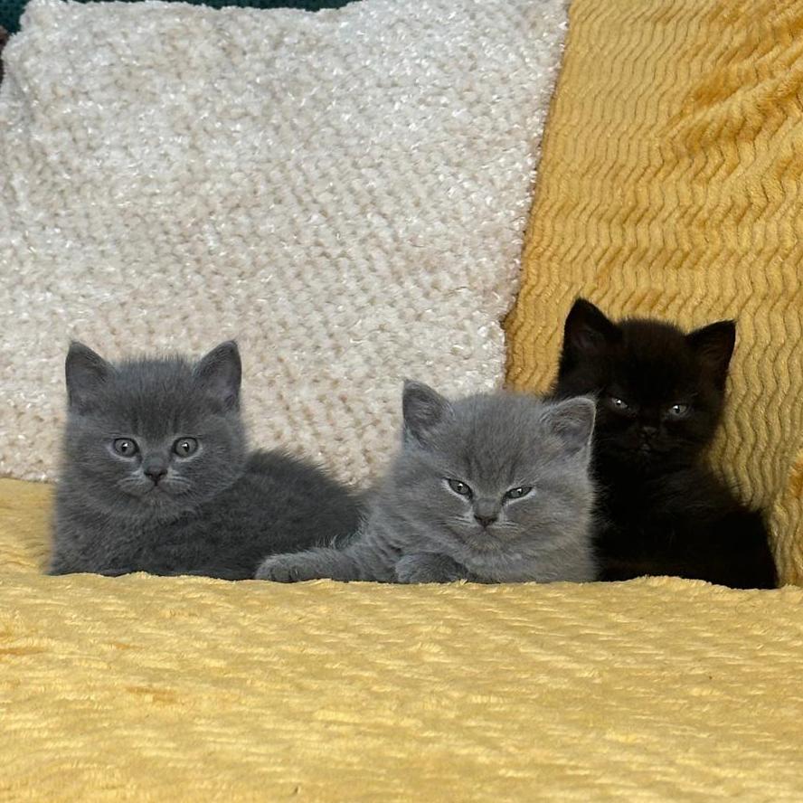 Britse Korthaar kittens, Meerdere dieren, 0 tot 2 jaar
