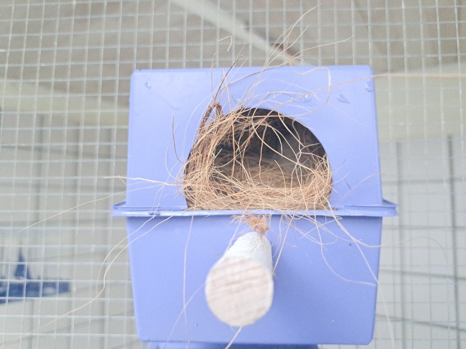 nestkastjes broedblokjes voor tropische vogels zebravinken, Meerdere dieren, Parkiet