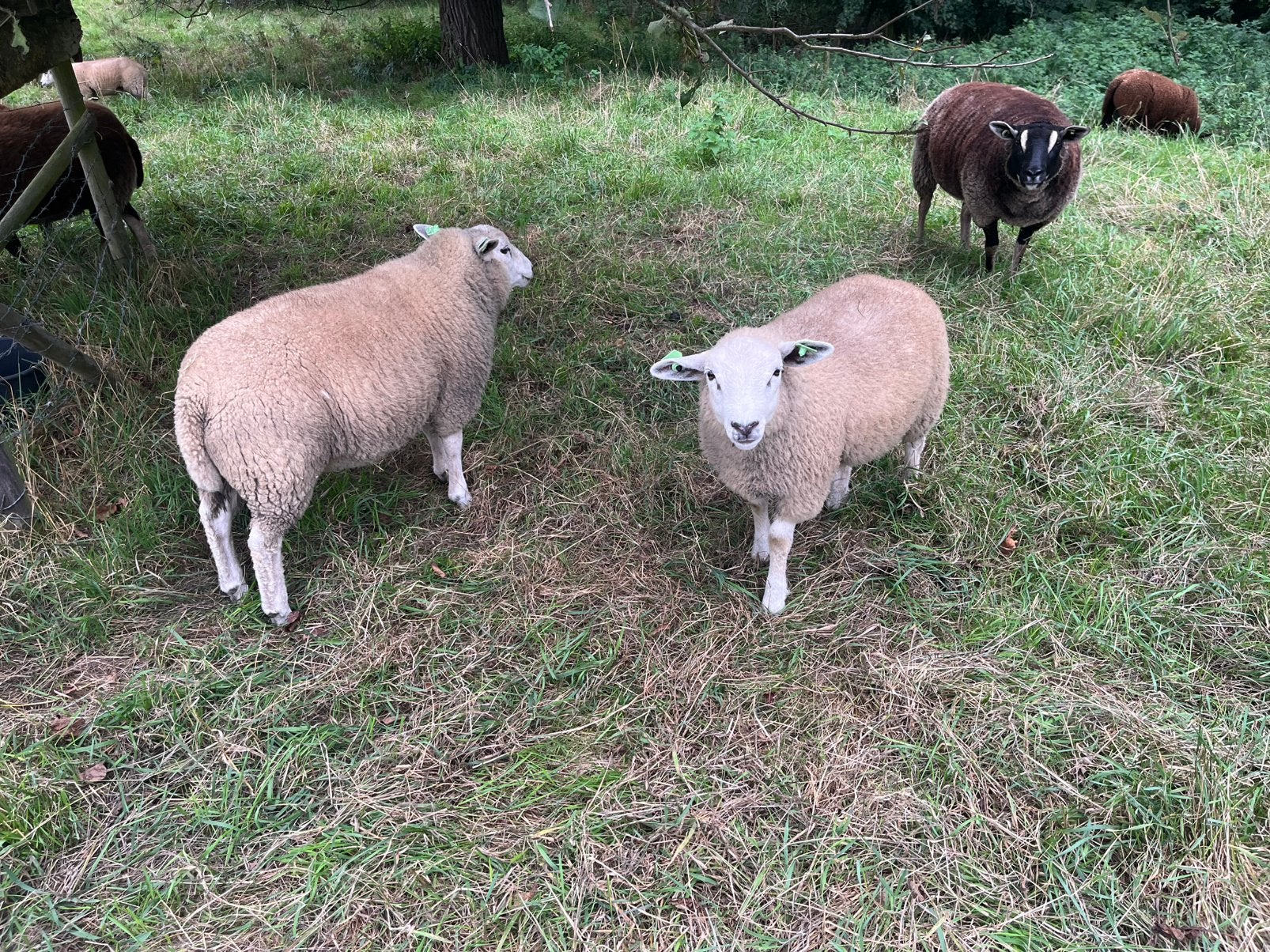 Weidelammeren (rammen), Dieren en Toebehoren, Schapen, Geiten en Varkens, Mannelijk, Schaap