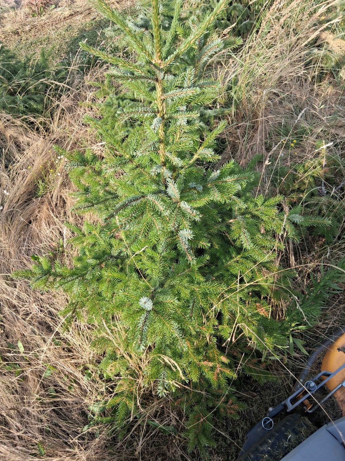 Omorica kerstbomen, Ophalen