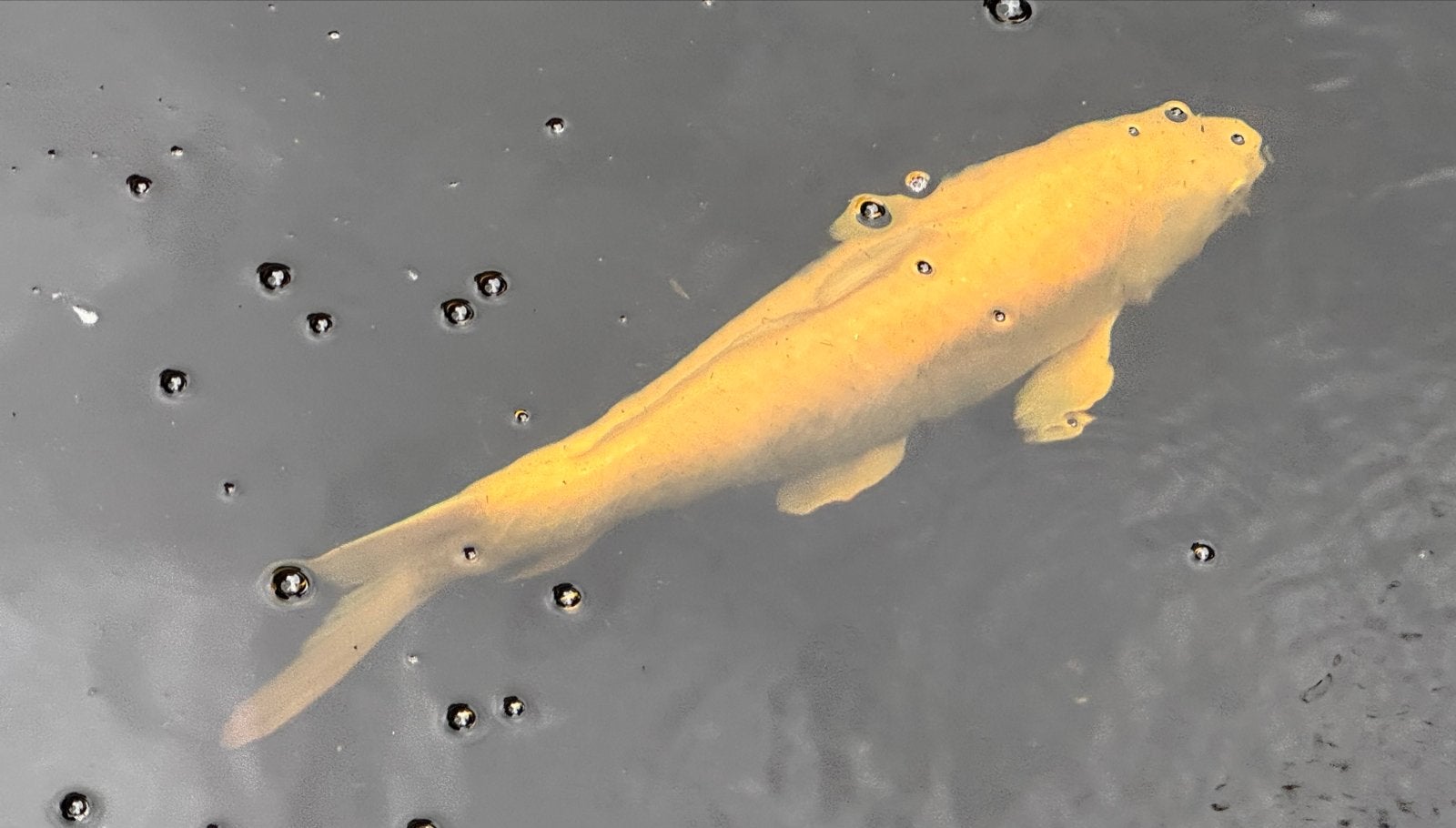 Japanse Koikarpers 35 tm 75 cm, Dieren en Toebehoren, Karper of Koi