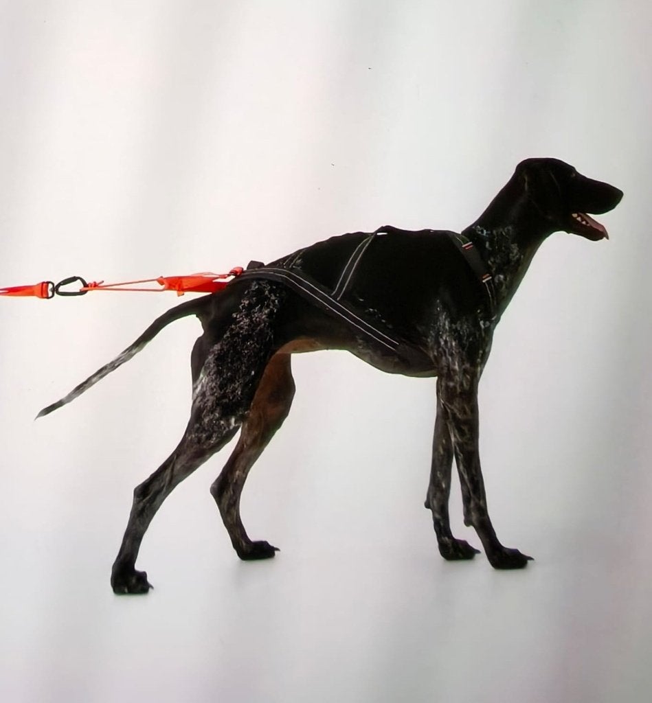 Decathlon trekharnas voor honden (nooit gebruikt), Overige merken, Ophalen, Nieuw, Hondentuig
