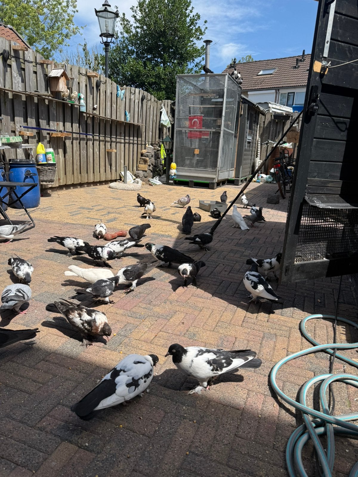 Kelebek, Meerdere dieren