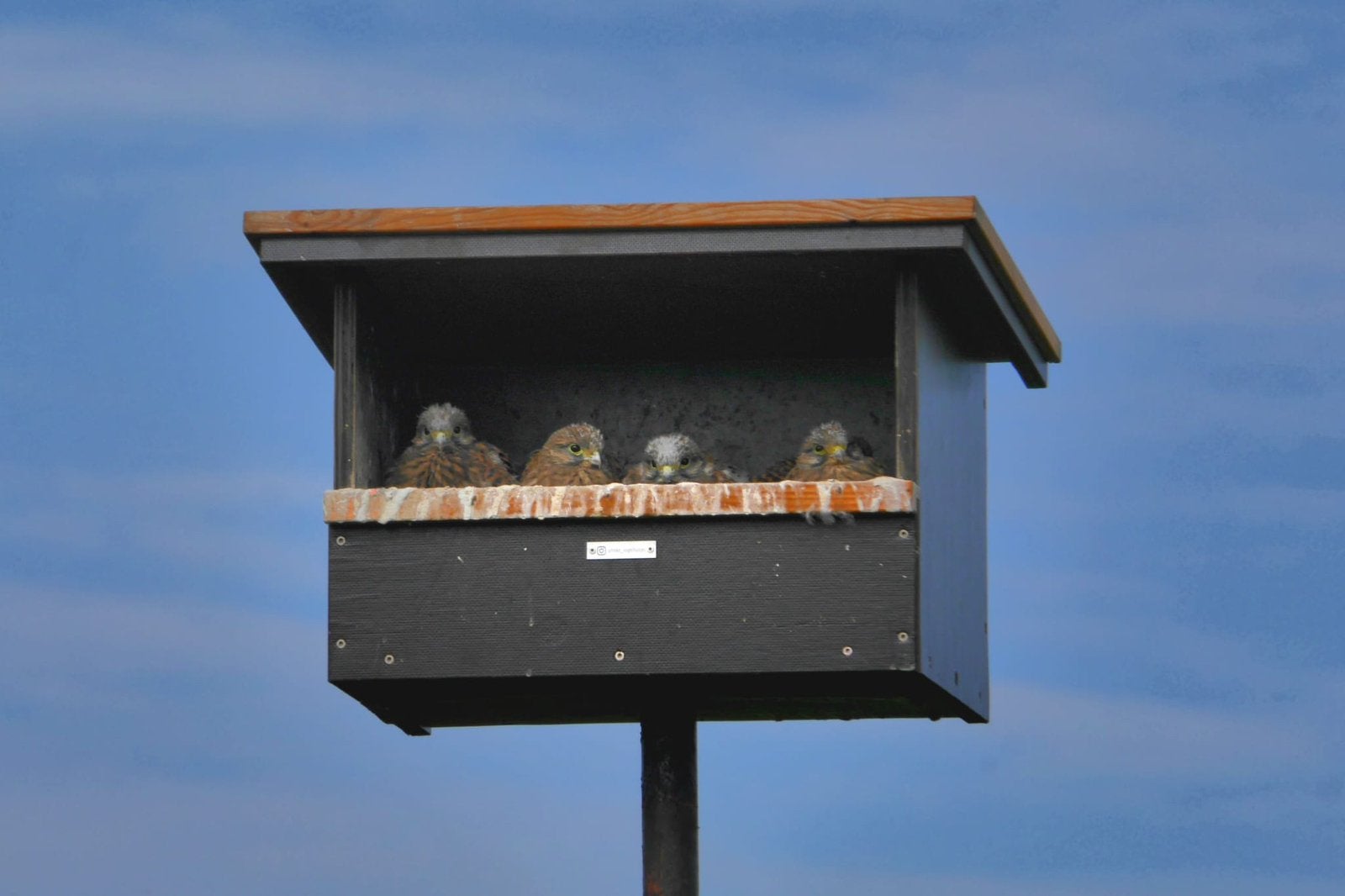Torenvalk kast, Meerdere dieren, Roofvogel