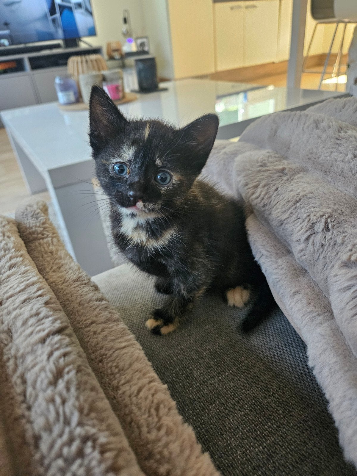 Super lieve kittens, Poes, 0 tot 2 jaar