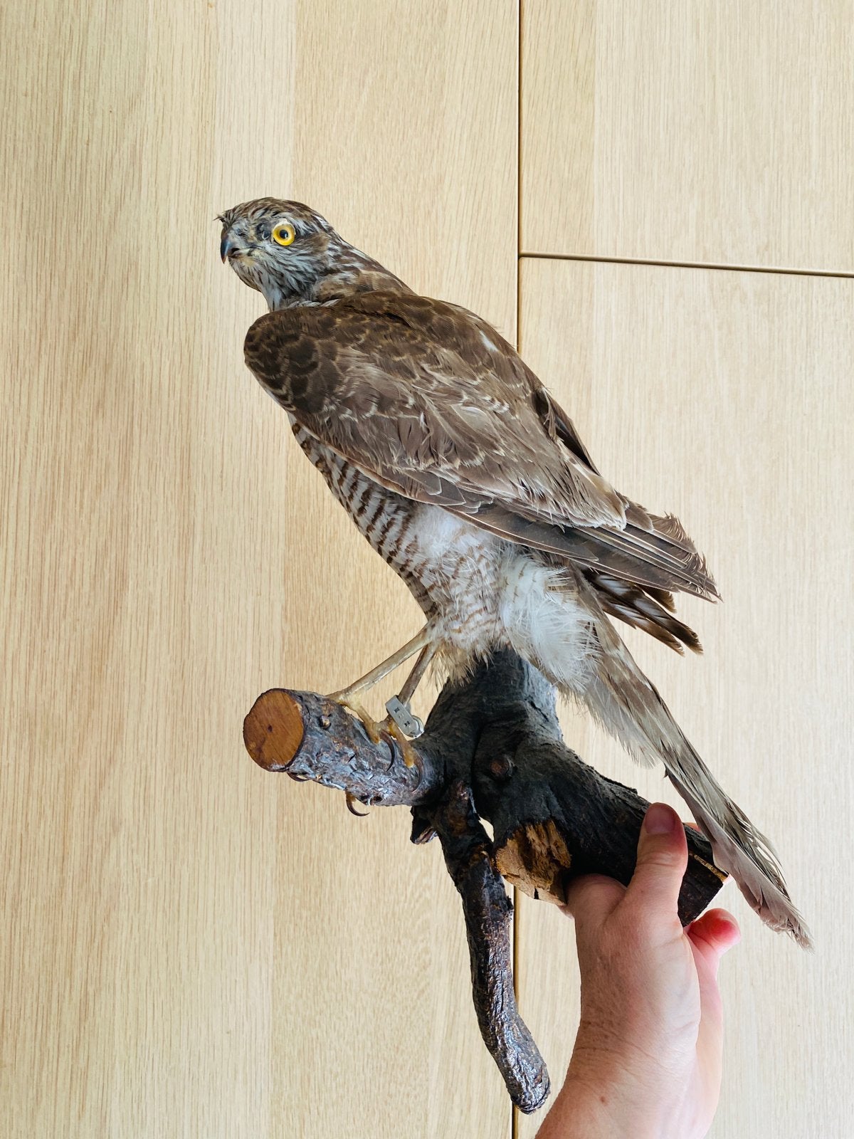 Opgezette Sperwer, Ophalen of Verzenden, Vogel, Opgezet dier