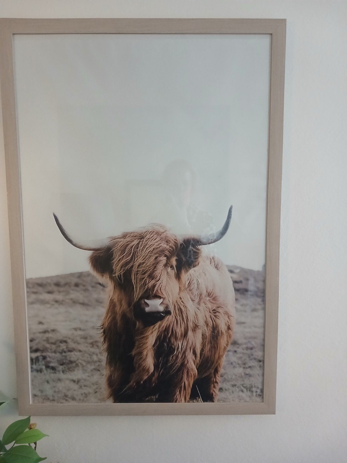 Schotse hooglanders buffel poster met lijst, Ophalen, Zo goed als nieuw, Foto of Poster