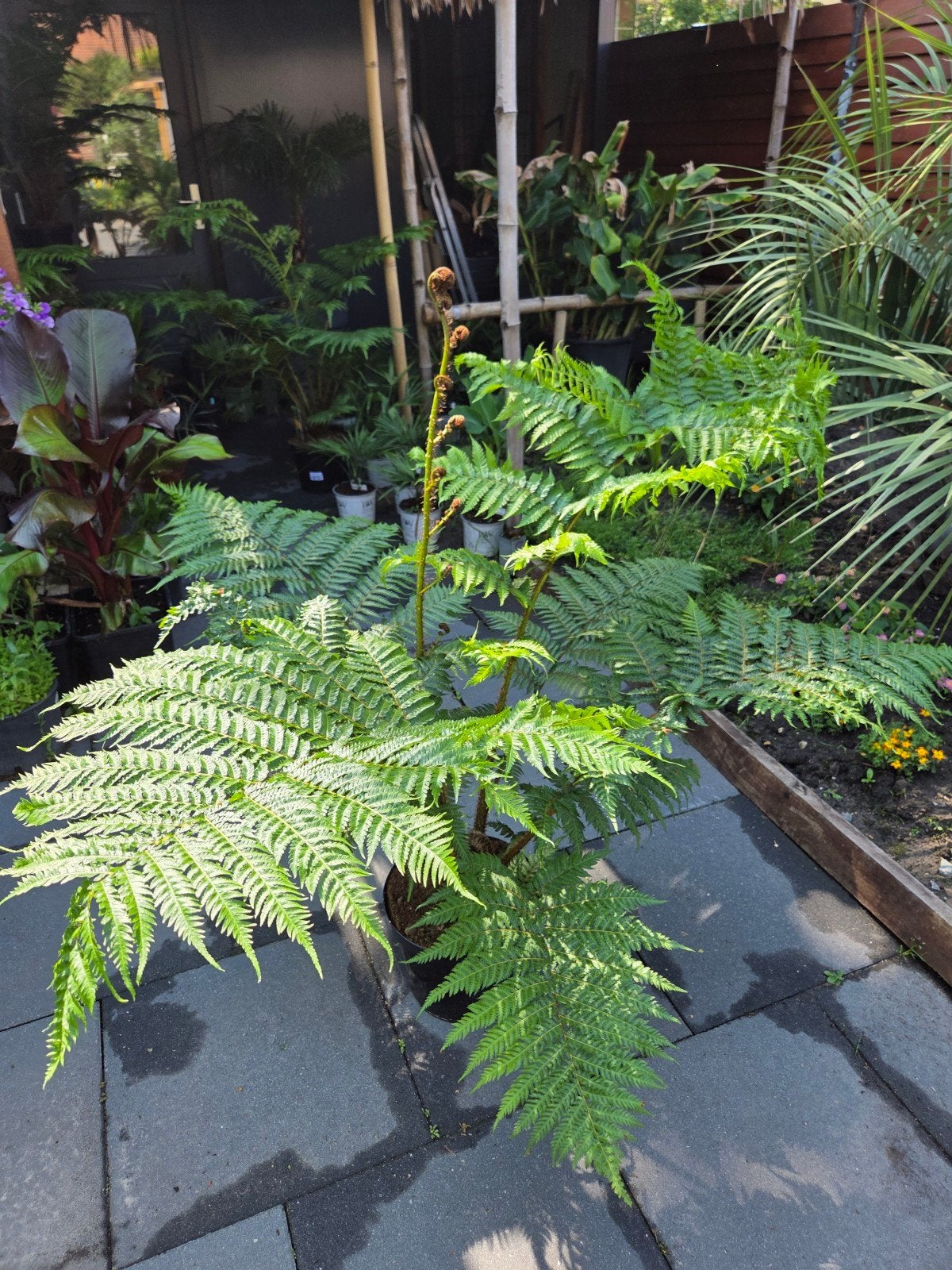 Cyathea cooperi - Australische boomvaren, Ophalen of Verzenden, Bloeit niet, Overige soorten, Volle zon