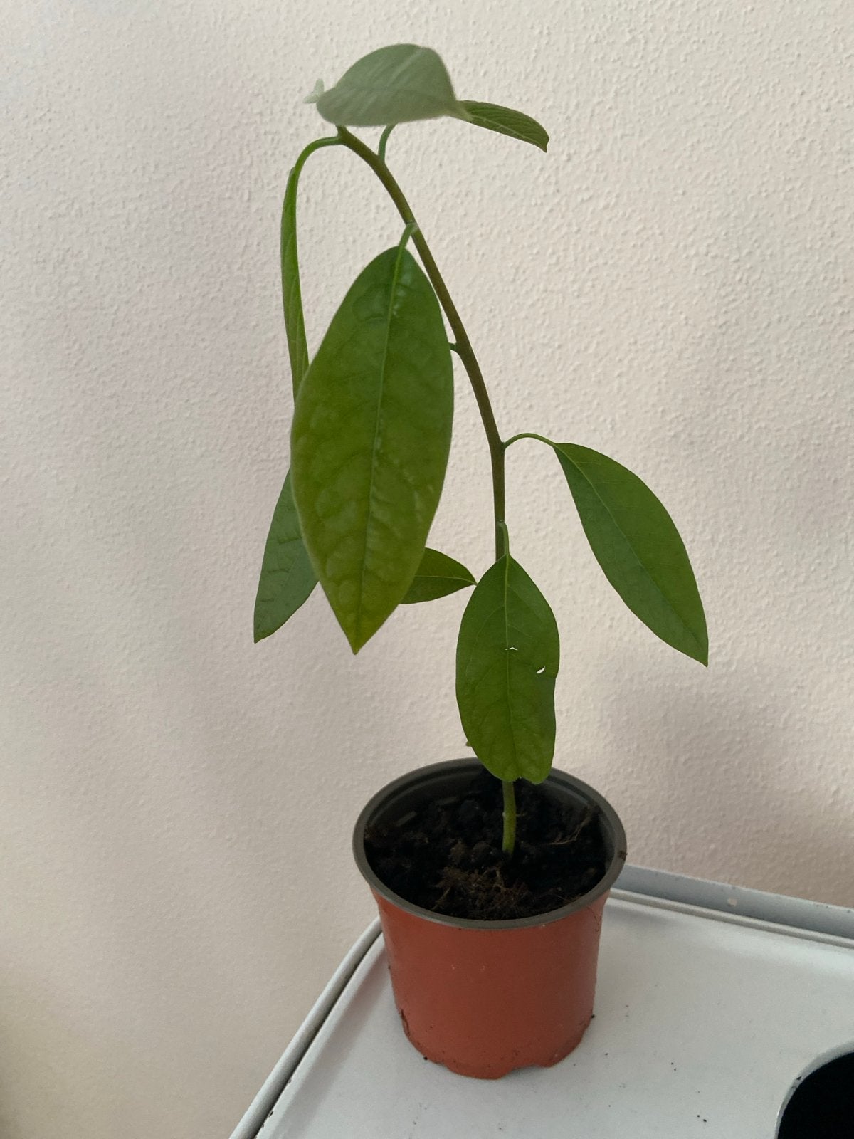 Jonge Avocado Plant - Kweek je eigen avocado's!, Ophalen, Volle zon, Vaste plant, Bloeit niet