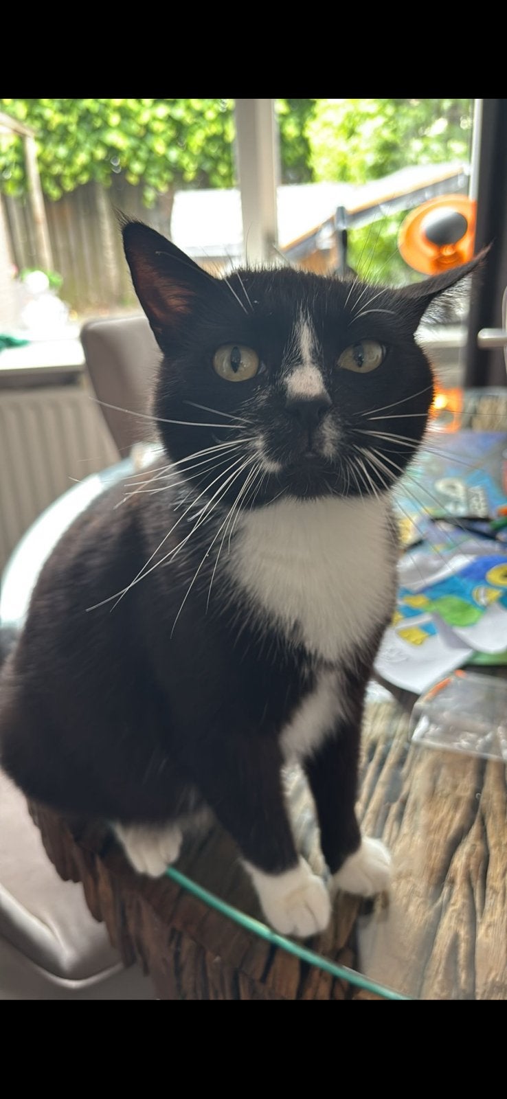 Nala, Dieren en Toebehoren, Poes, Kortharig, 3 tot 5 jaar