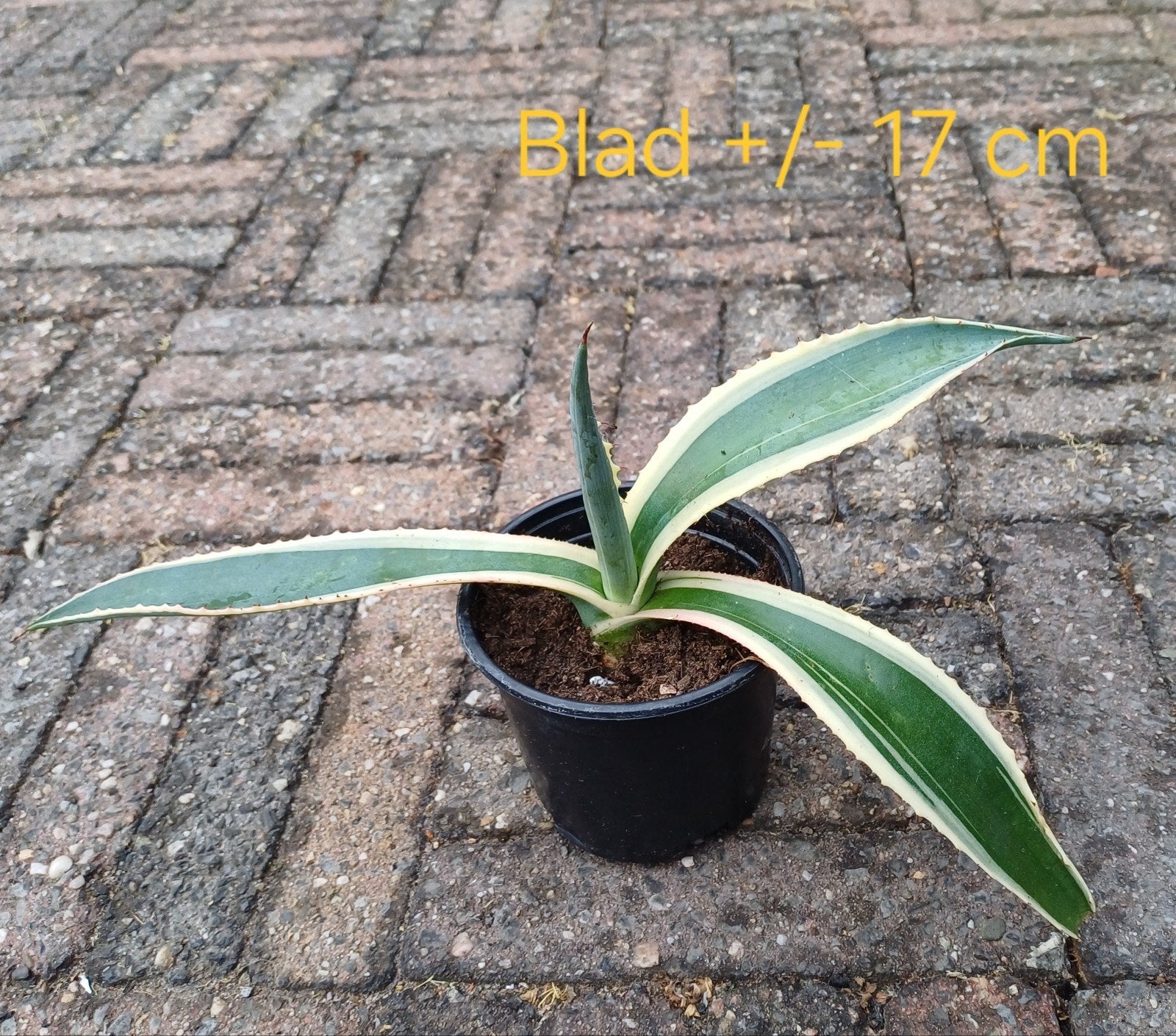 Agave, blad +/- 17 cm, Ophalen of Verzenden, Bloeit niet, Overige soorten, Volle zon