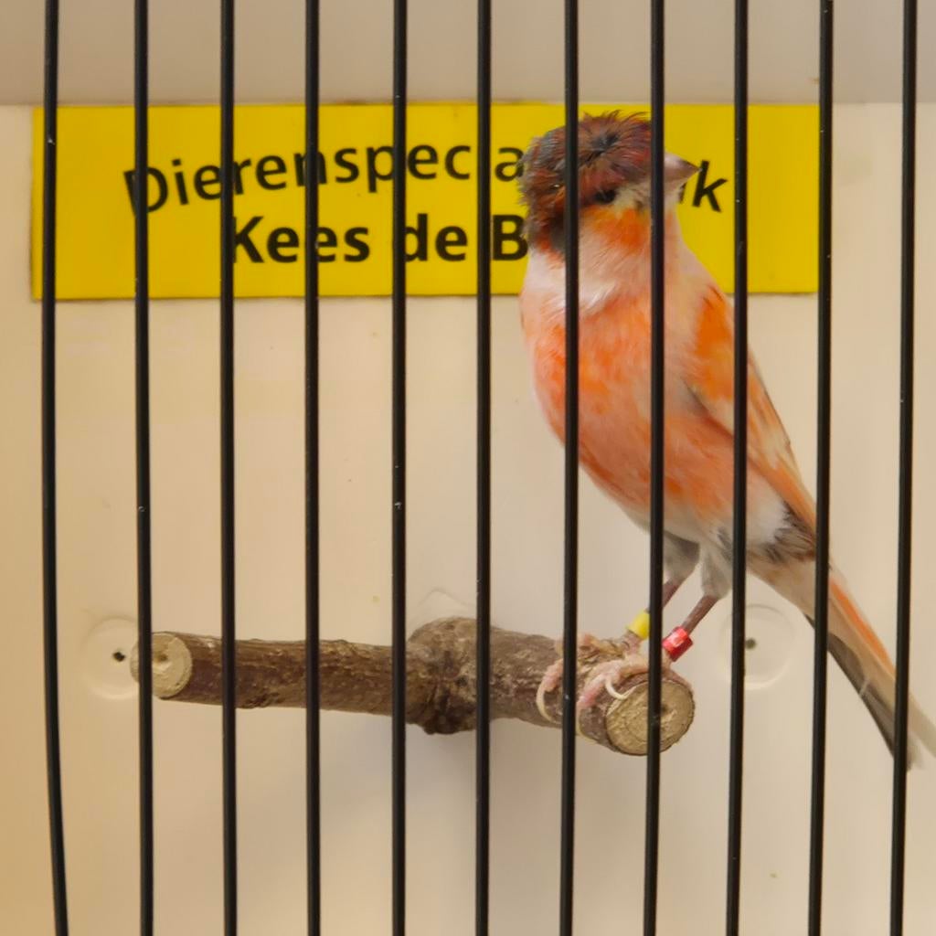 Harlekijn kanarie man, Mannelijk, Kleurkanarie