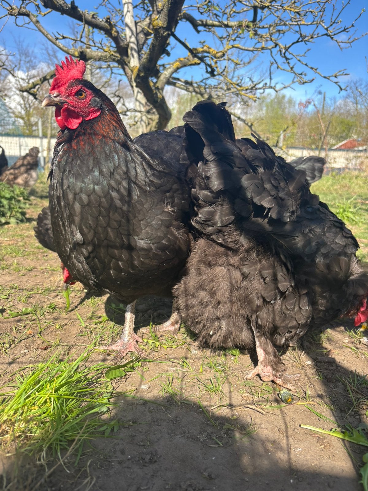 broedeieren Marans, Dieren en Toebehoren, Geslacht onbekend, Kip