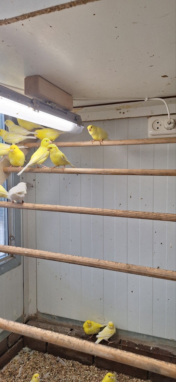 Tk 16 mooie gele kanaries mannen en poppen overjarig nog, Meerdere dieren, Kleurkanarie