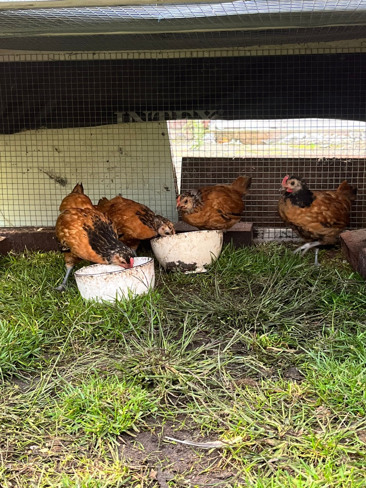 4 mooie vorwerk kuikens, Dieren en Toebehoren, Meerdere dieren, Kip