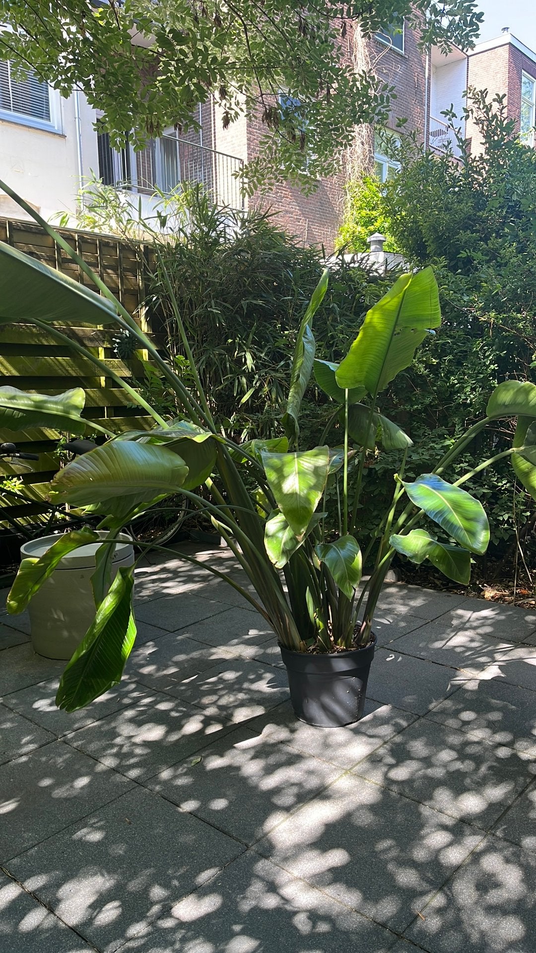 Grote Strelitzia Nicolai - ca. 2 meter hoog, Ophalen, 200 cm of meer, Overige soorten, In pot