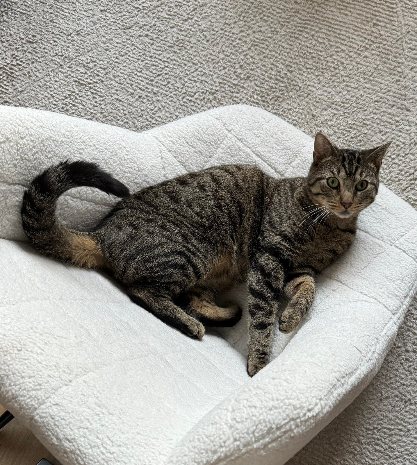 Kater, Kater
