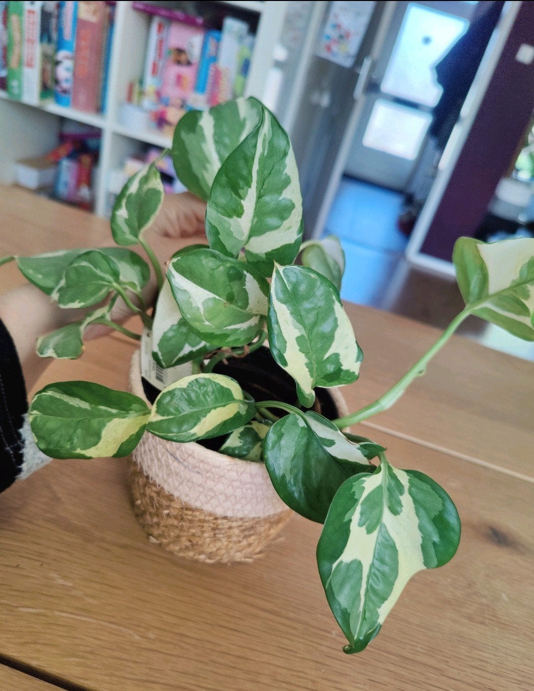 Scindapsus epipremnum njoy, Huis en Inrichting, Kamerplanten, Ophalen, Halfschaduw, Minder dan 100 cm