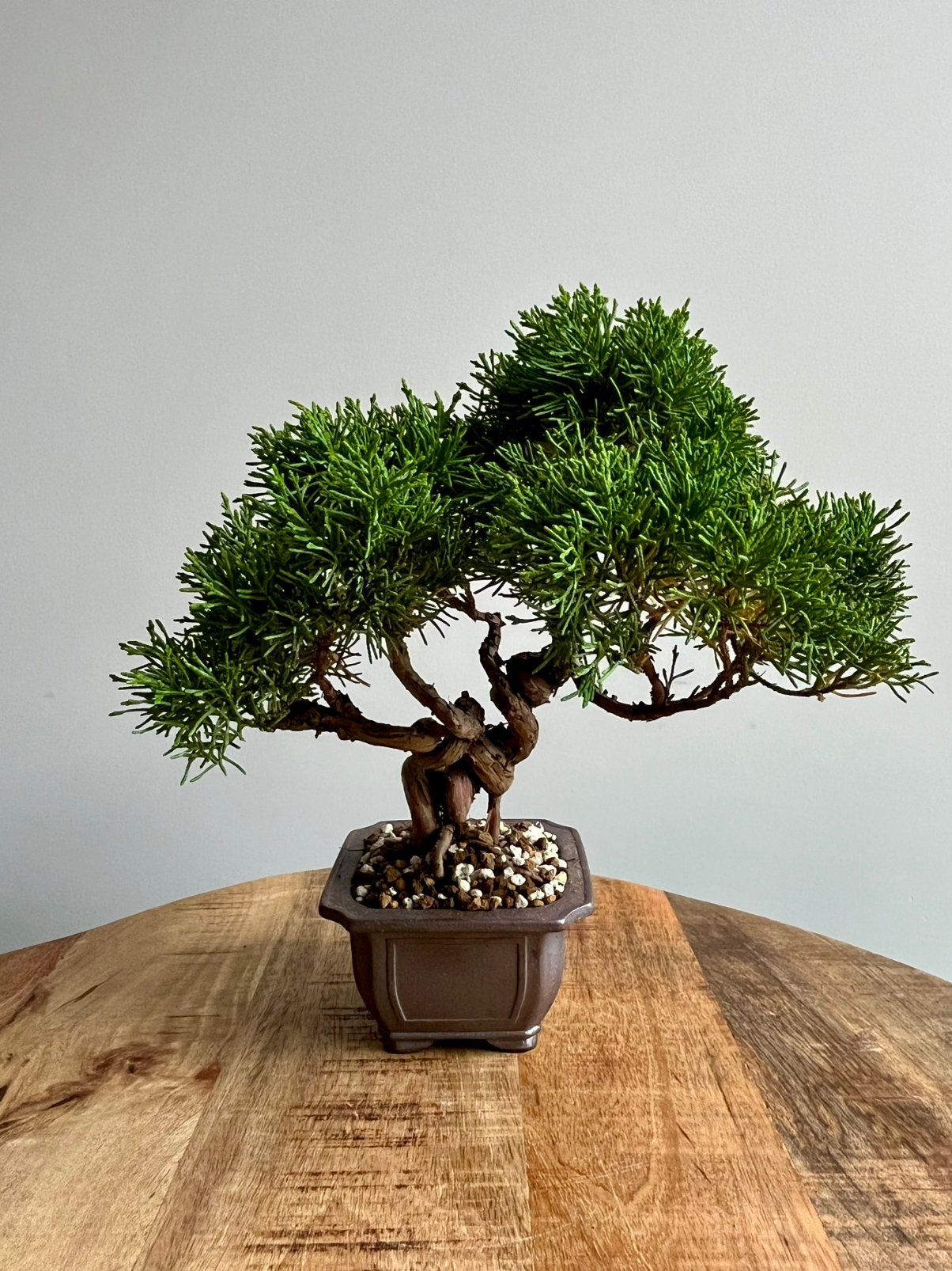 Juniperus Chinensis Bonsai, Bloeit niet, Verzenden, Halfschaduw, Overige soorten