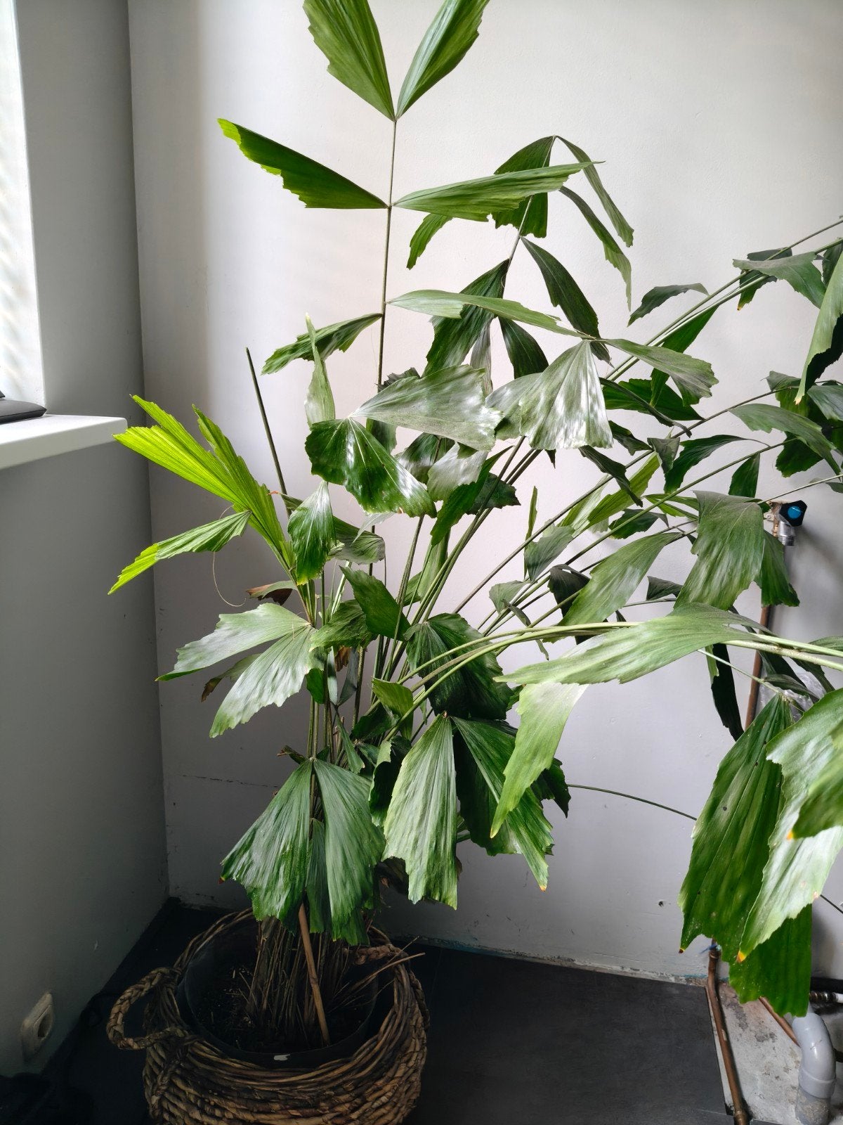 Caryota Mitis (Vissenstaartpalm) - Ideaal voor kantoor, Ophalen, Volledige schaduw, Palm, 150 tot 200 cm