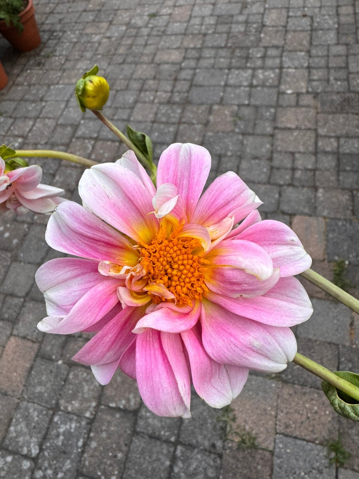 Dahlia zaden, Ophalen of Verzenden, Volle zon