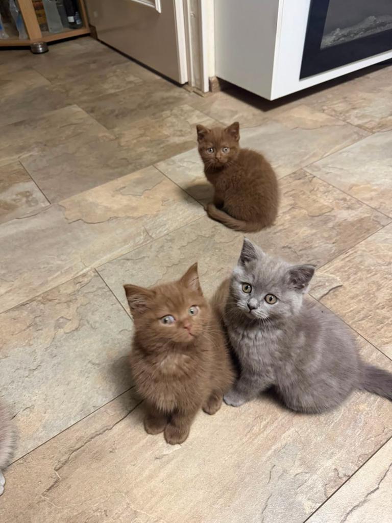 Prachtige kittens, Dieren en Toebehoren, Katten en Kittens | Raskatten | Korthaar, Meerdere dieren